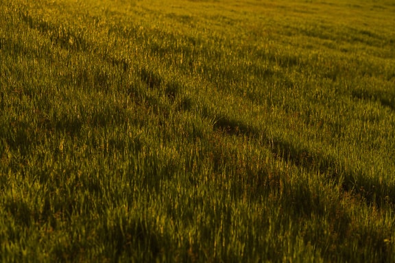jaune verdâtre, graminées, prairie, journée, ensoleillée, herbe, paysage, domaine