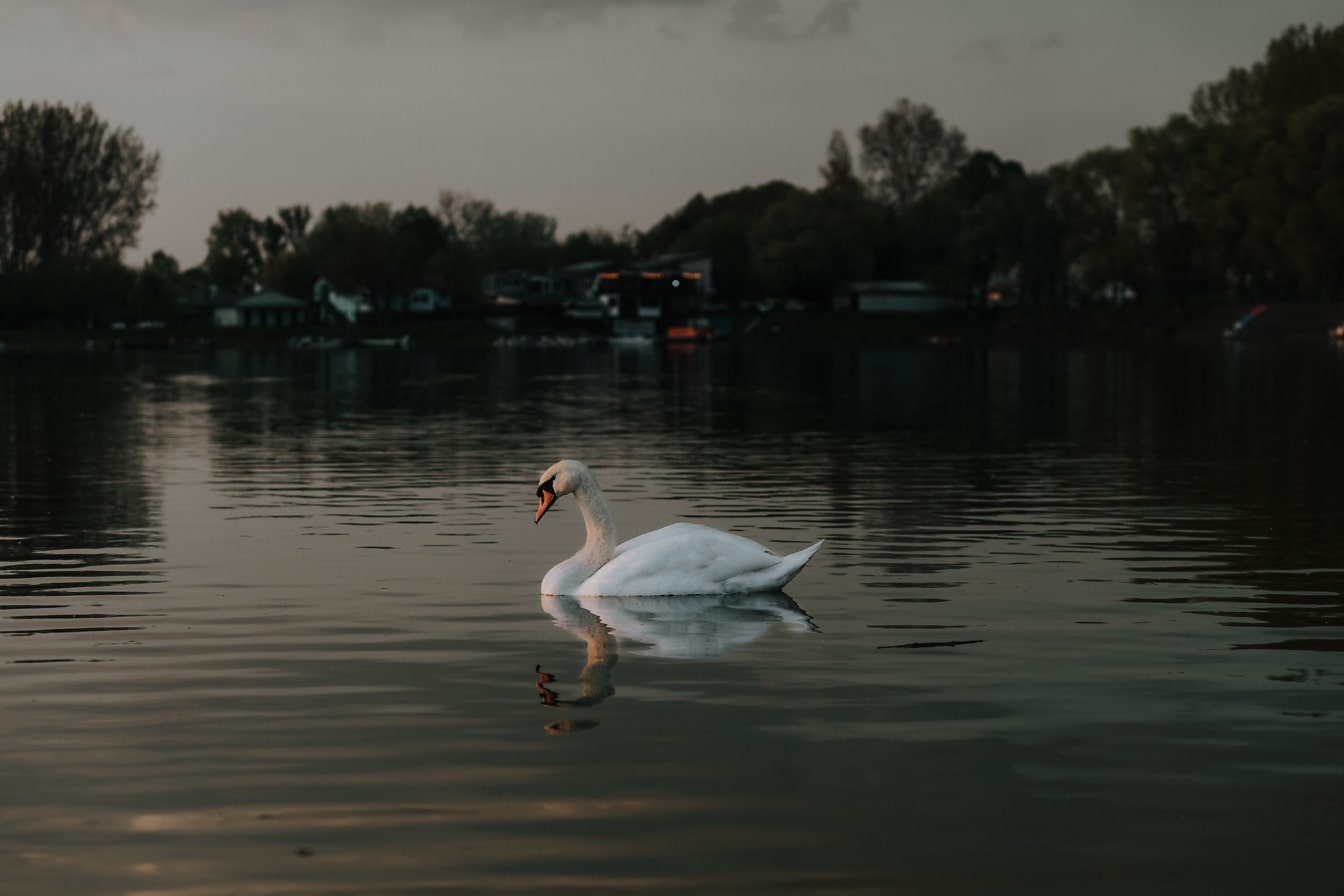 White swan side view on lake in evening