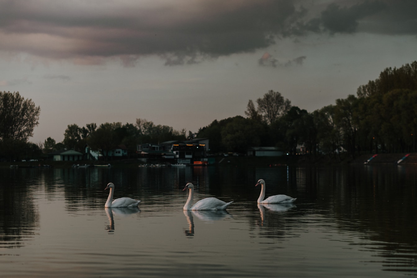 Три лебедови птици на езеро привечер