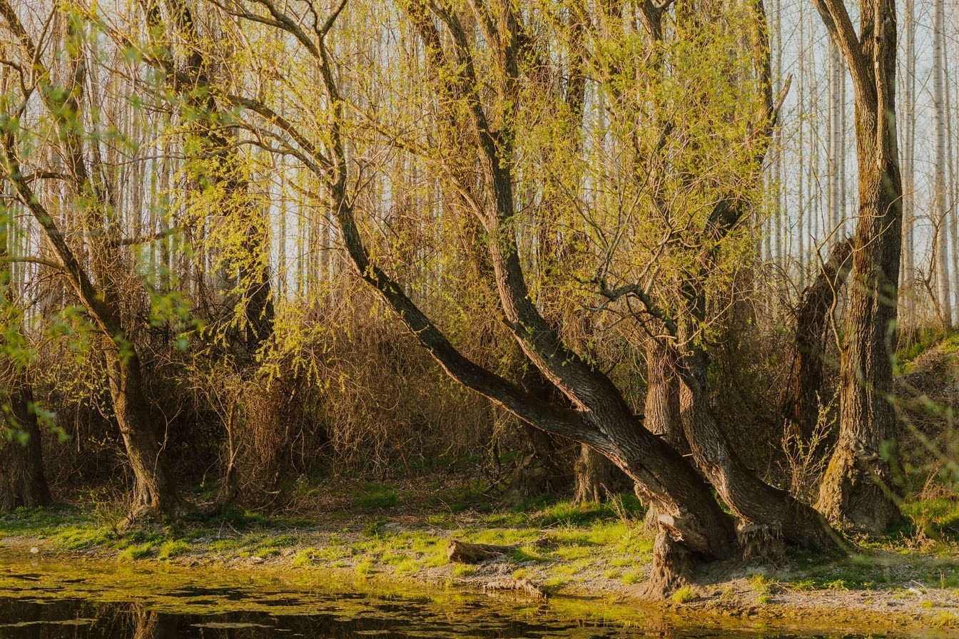 Willow trees on riverbank spring time landscape