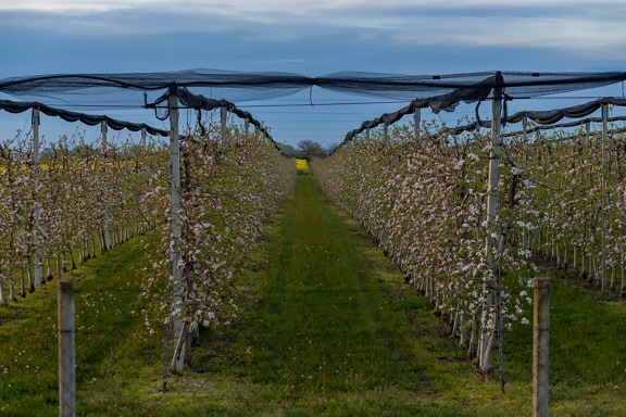 Apple tree orchard with protection network