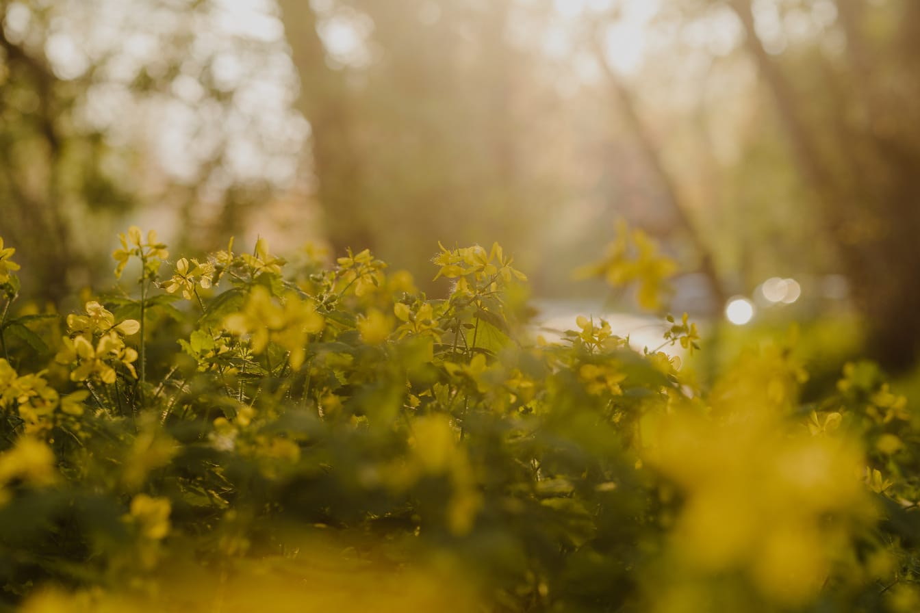 Retoños de hierbas de color amarillo verdoso en un día soleado