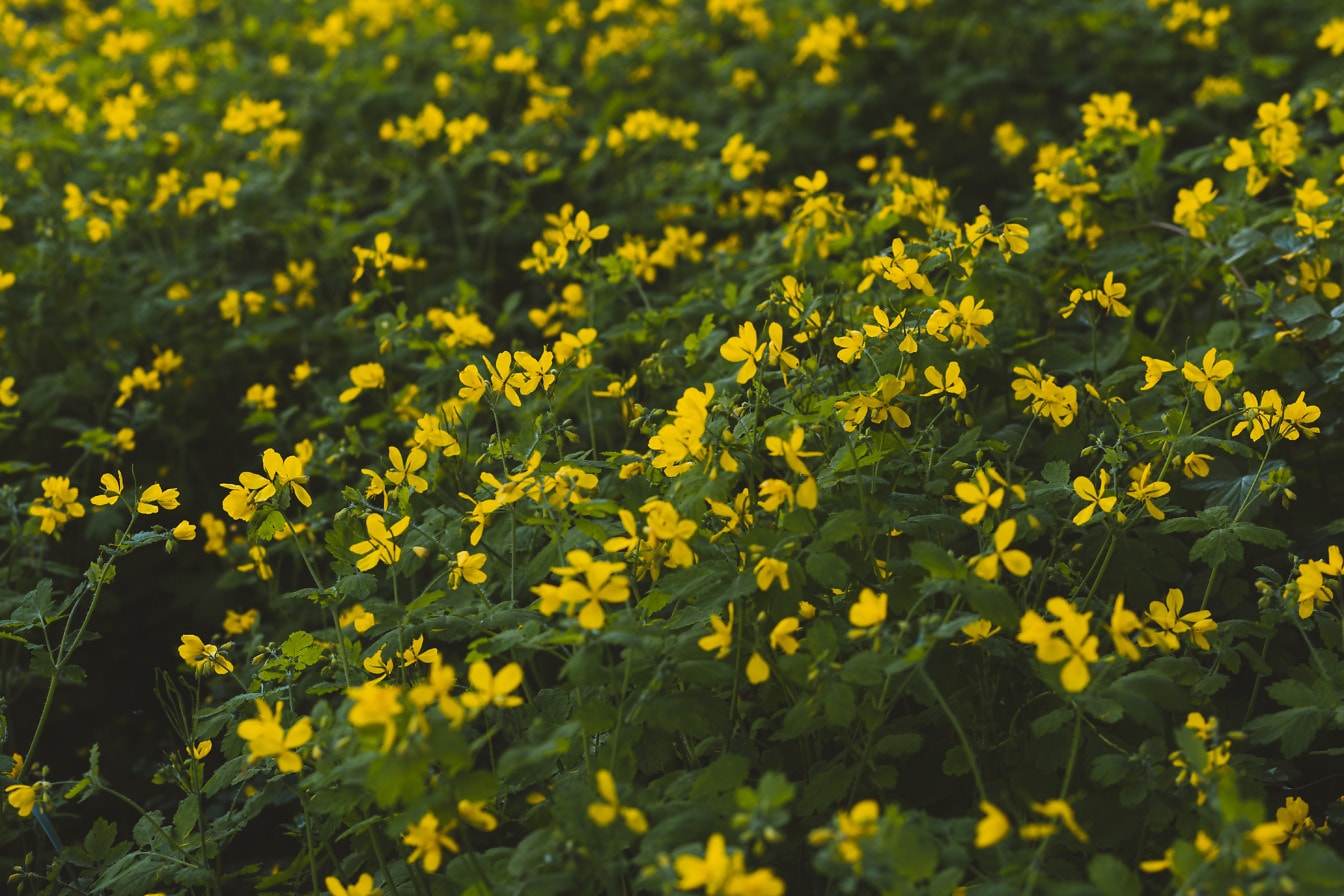 Желтоватые цветки травы Ranunculus repens