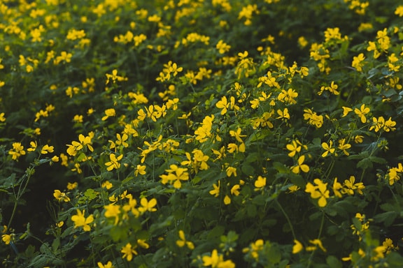 fiori, giallastro, erba, fiorire, Ranunculus repens
