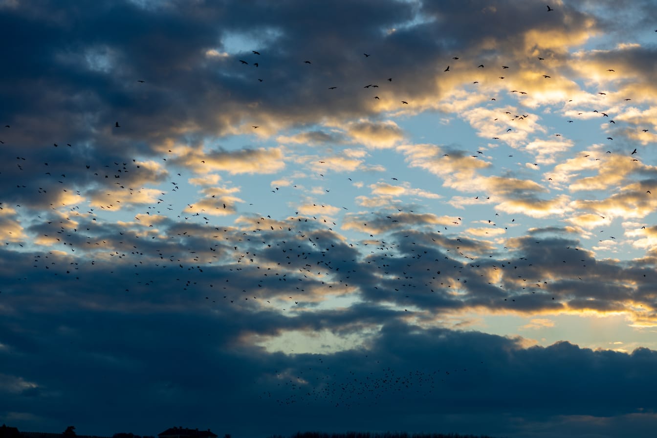 Bandada de pájaros volando en el cielo nublado azul oscuro
