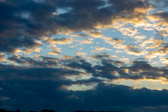 flok, fugle, flyvende, mørkeblå, overskyet, solen, skyer, atmosfære