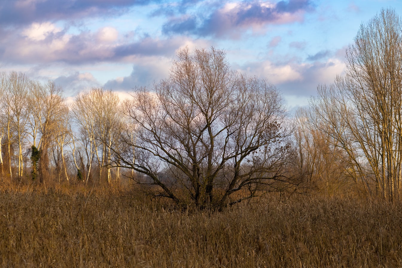 Vrba v suché rákosové trávě na podzim