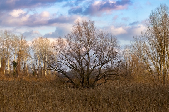 Willow tree in dry reed grass in autumn