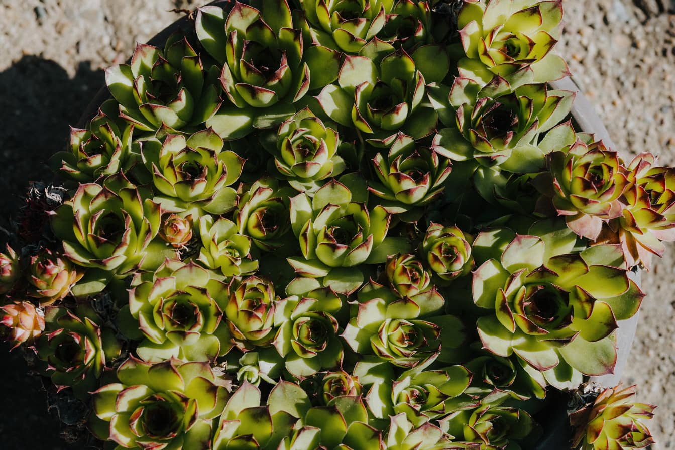 สมุนไพร Houseleek (Sempervivum) ในกระถางดอกไม้