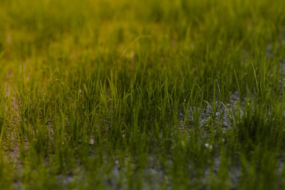 Greenish yellow grass sapling on ground close-up