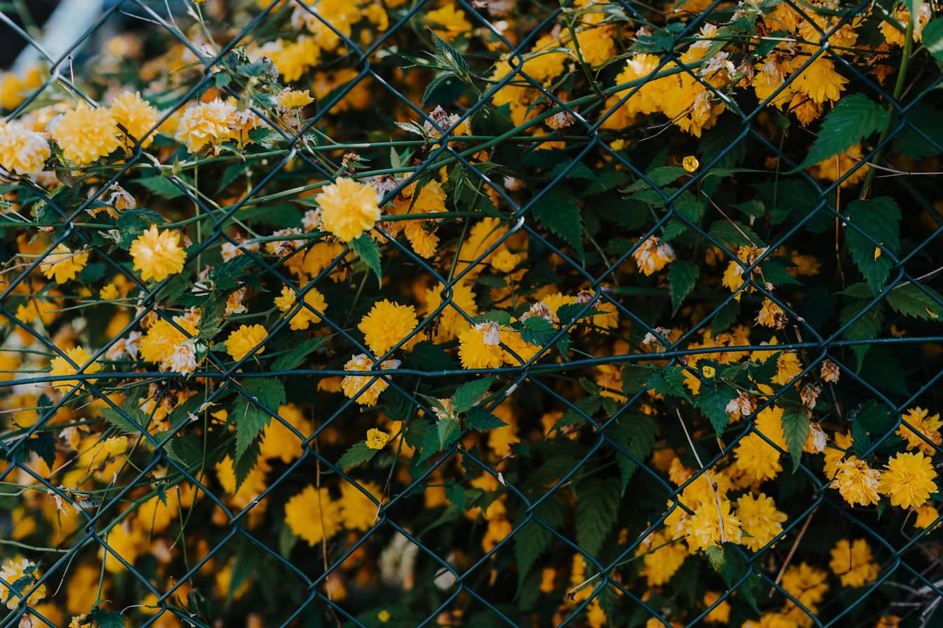 Orange-gelbe Blumenbüsche im Zaun