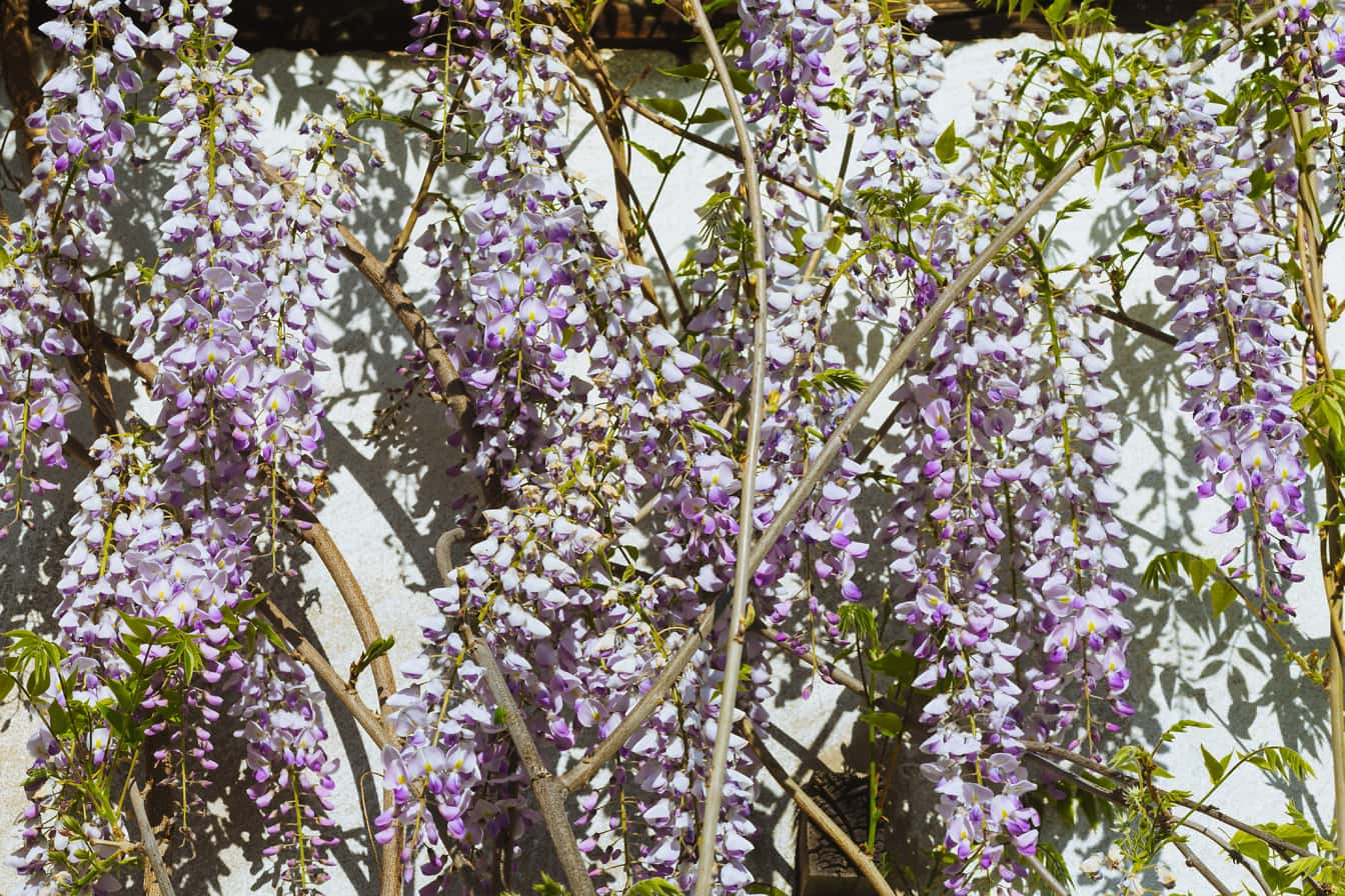Arbustos de flores púrpuras, glicinas chinas,  (Wisteria sinensis)