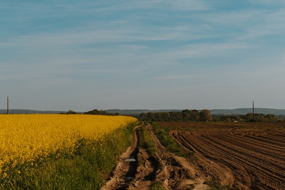Muddy dirt road with rapeseed agricultural flat field