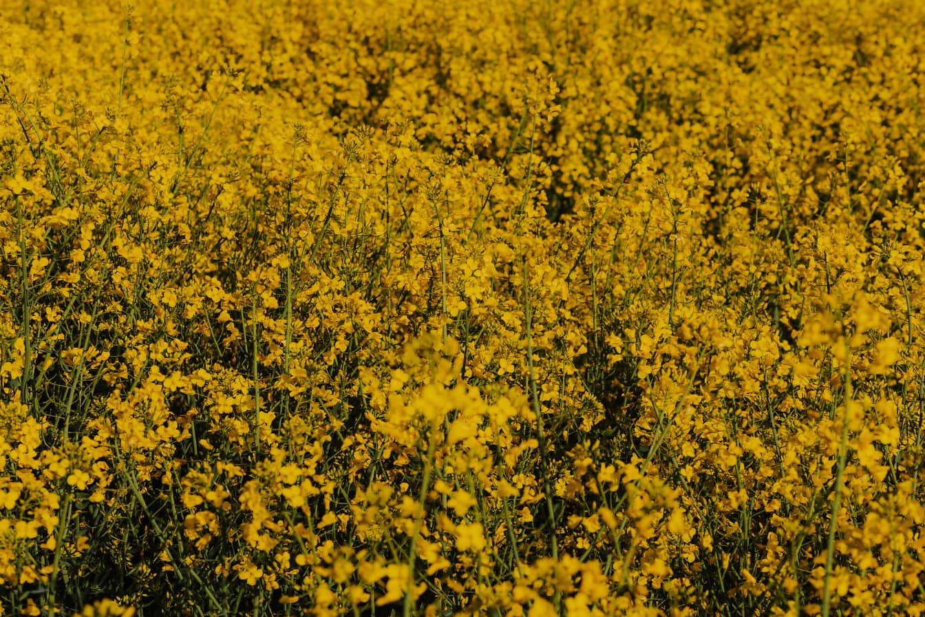 Gelblich-brauner Raps (Brassica napus) landwirtschaftlichen Feld in Nahaufnahme