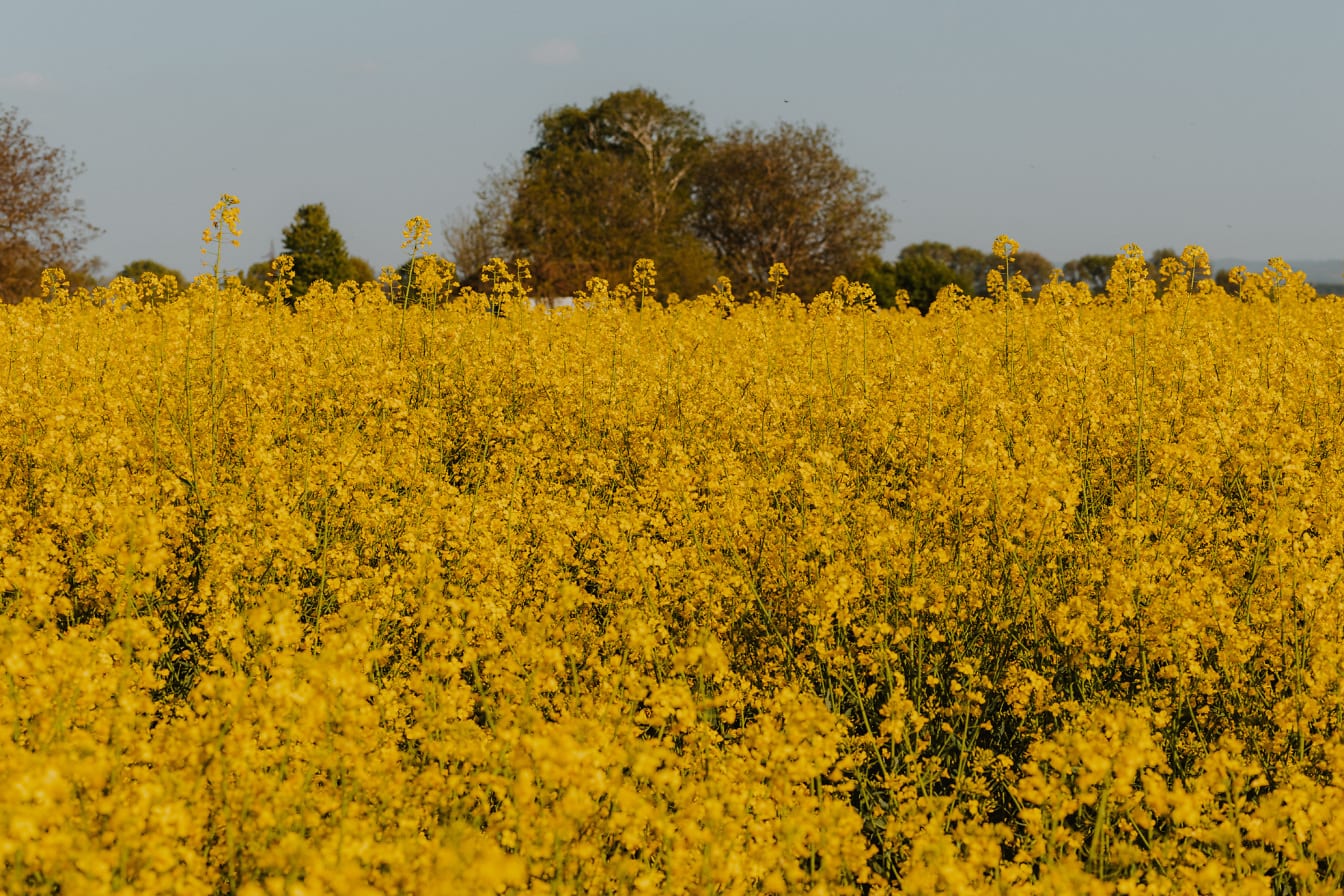 Fleurs de colza jaune vif dans un champ en gros plan