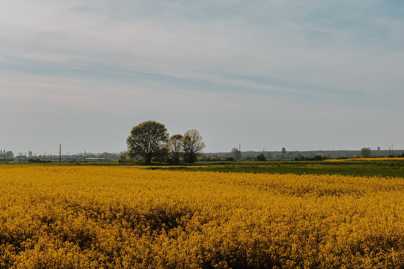 Żółtawo-brązowe płaskie pole rolne rzepaku