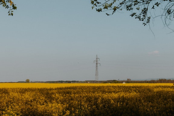 Rapeseed agricultural field in autumn season