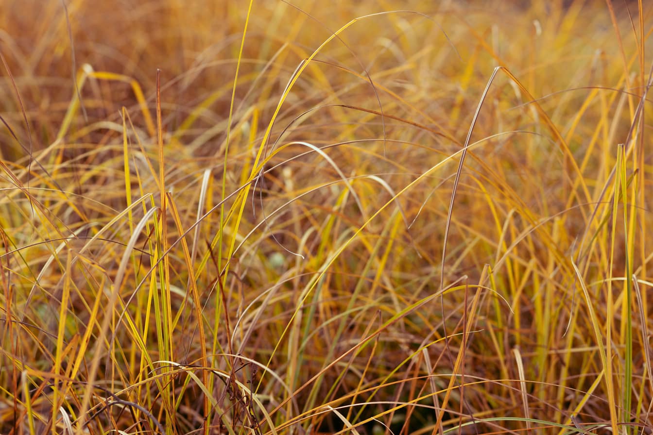 Yellowish brown grass plants in autumn season close-up
