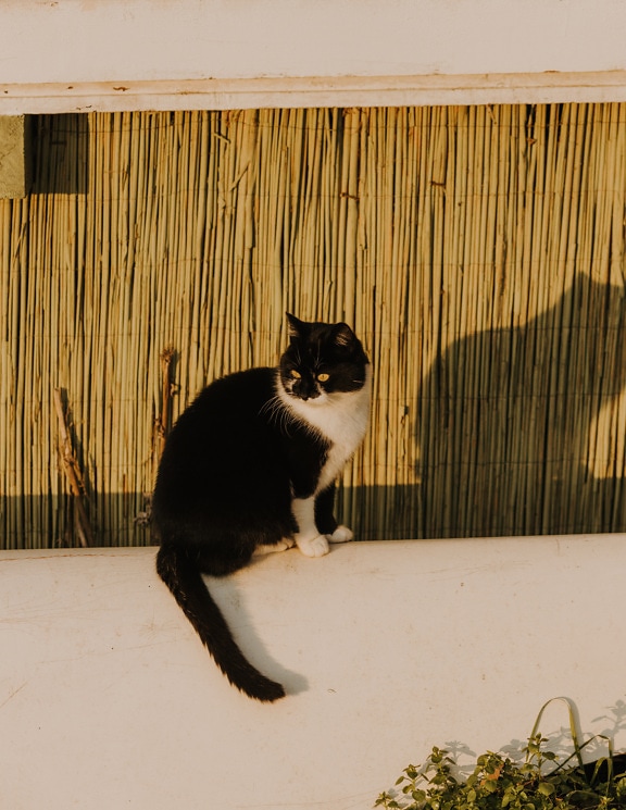 Black and white domestic cat sunbathing
