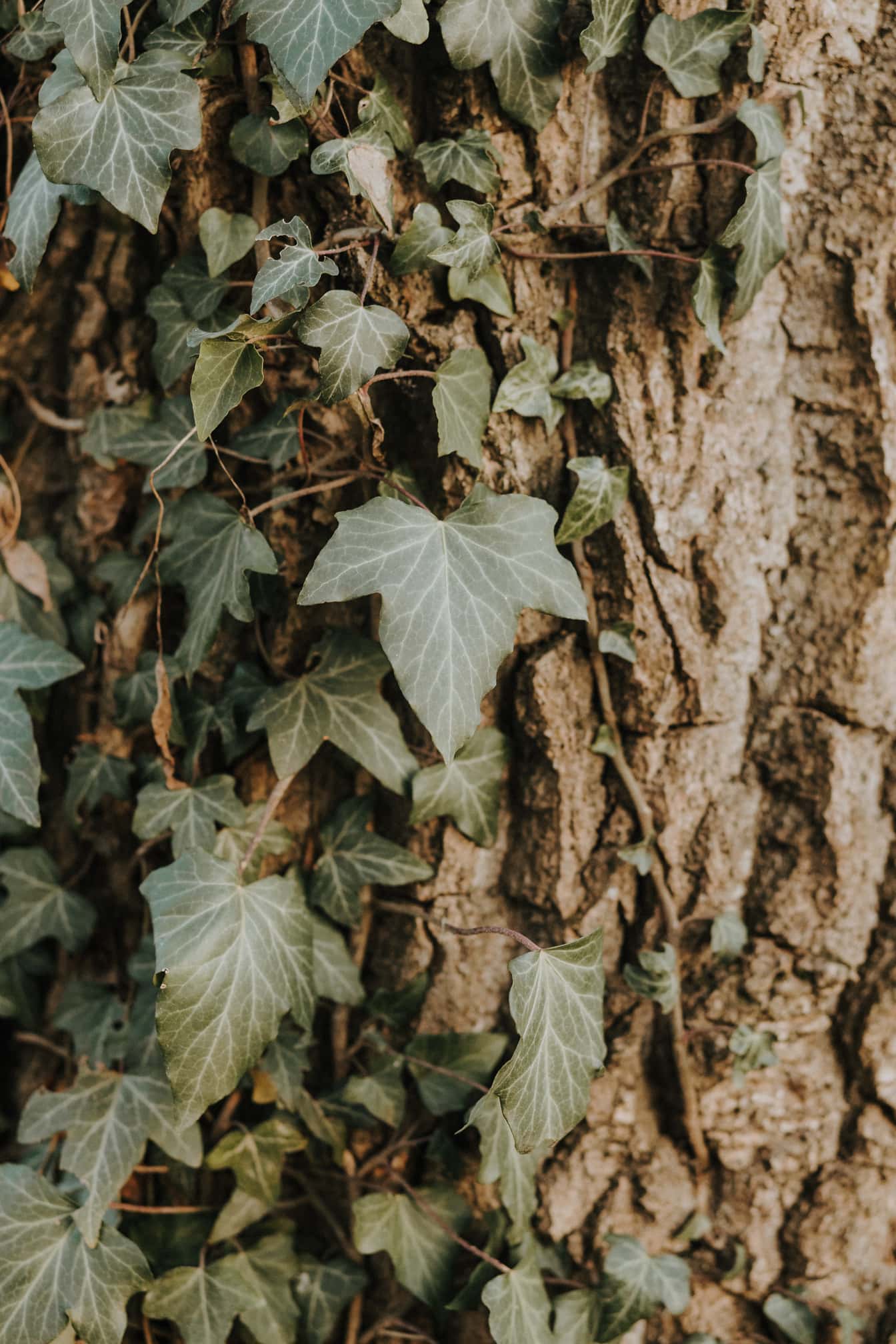 hijau gelap, Ivy, daun, batang pohon, kulit, daun, tekstur, ramuan