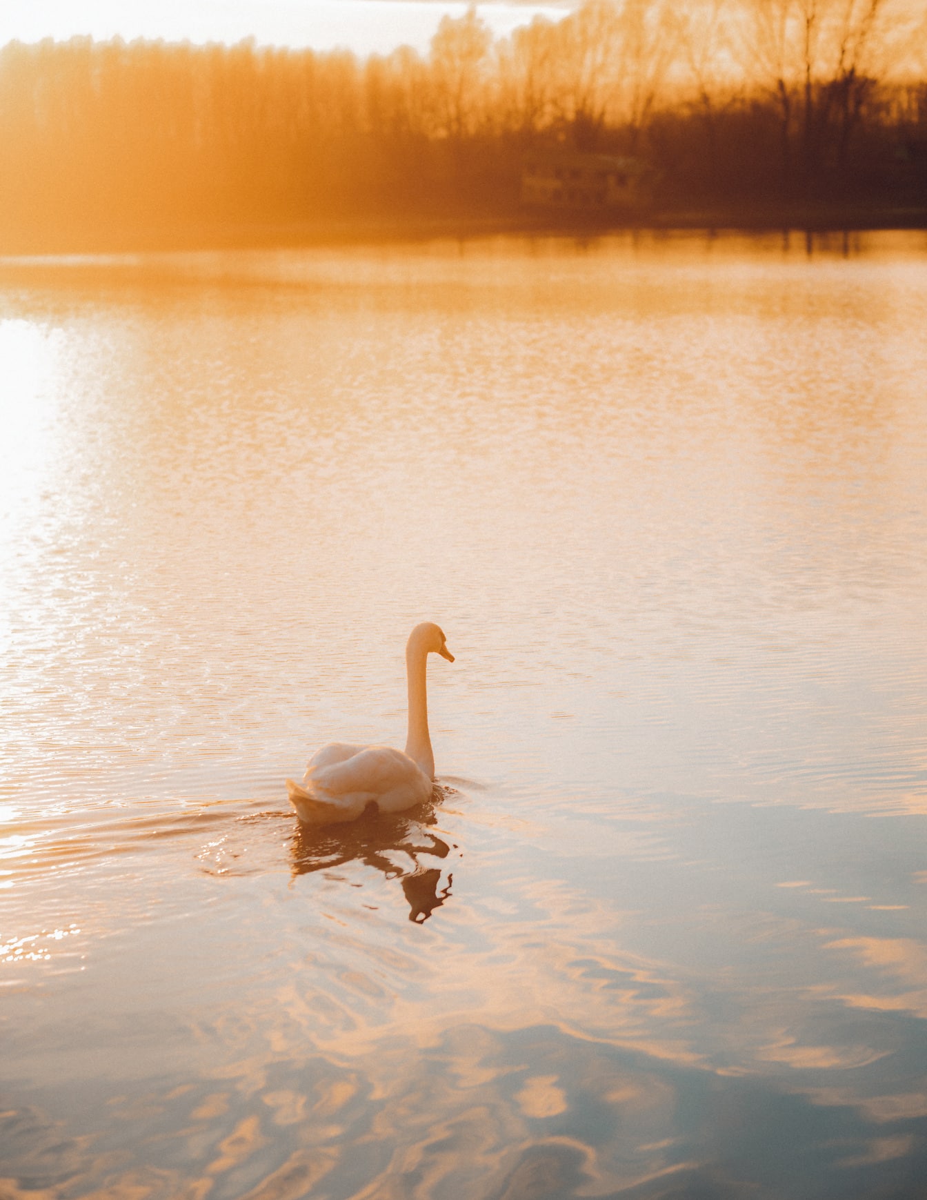 Cisne nadando no lago no pôr do sol ensolarado brilhante