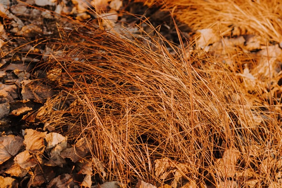 Dry grass plants on ground in dry autumn season