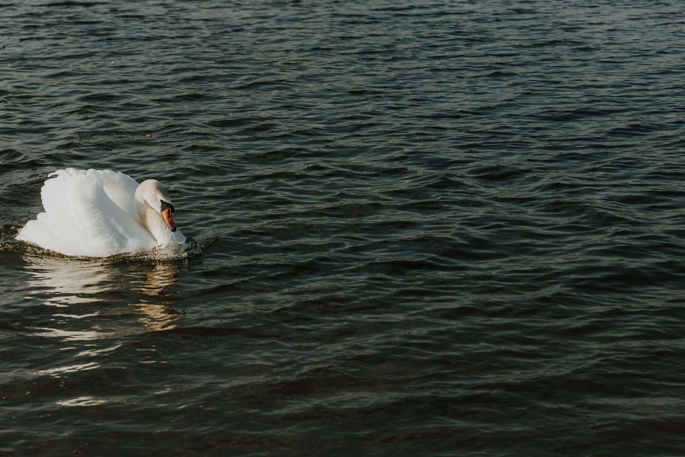 Dumny biały łabędź pływający po wodzie