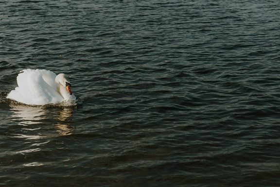 Proud white swan swimming on water