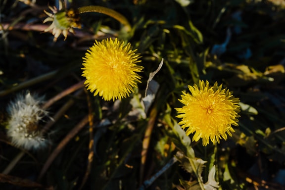 Bright yellowish dandelion flowers in grass close-up