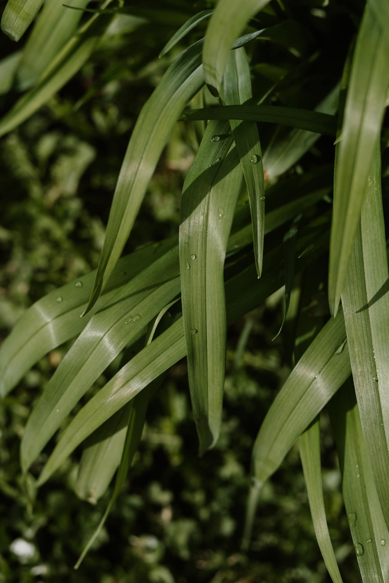 Folhas verde-escuras com gotas de orvalho