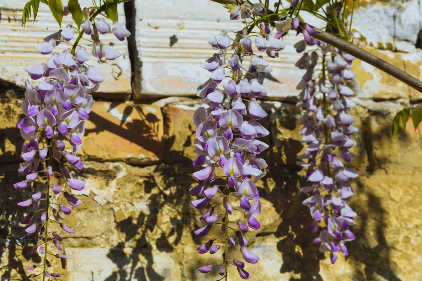 Bunga keunguan besar tergantung di cabang wisteria Cina (Wisteria sinensis)