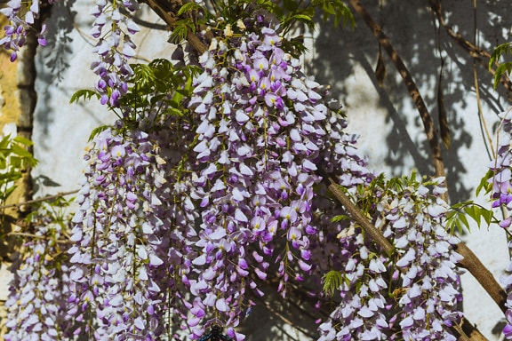 Bush   flowering with   purplish flowers in garden Chinese wisteria (Wisteria sinensis)