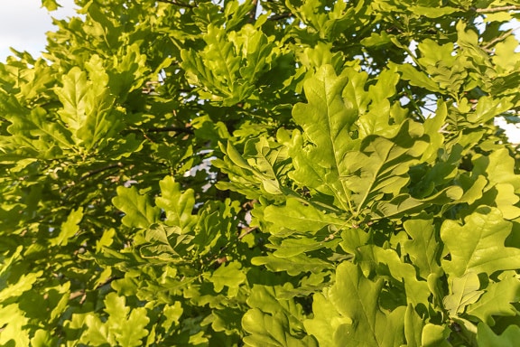 Greenish yellow oak leaves English pedunculate (Quercus robur) on branches in spring time