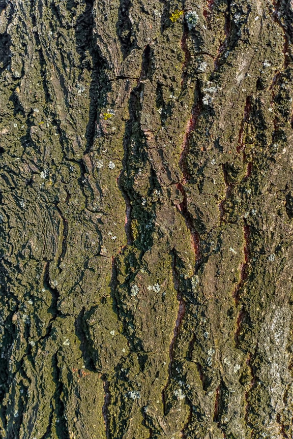 Greenish yellow tree trunk bark texture close-up