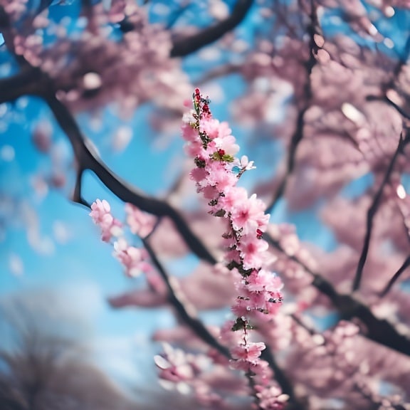 Japanisch, Kirsche, Struktur, Frühling, Ast, Frühling, Blüte, Blume