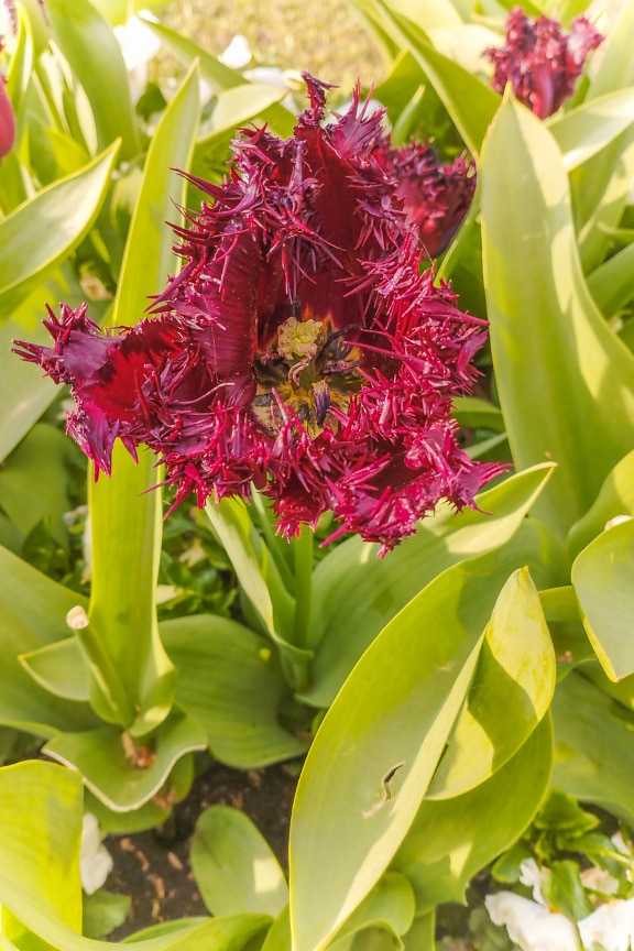 Tmavočervený tulipánový kvet s hrotmi, tŕňmi