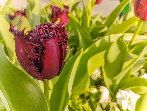 Dark red tulip flower bud with spikes
