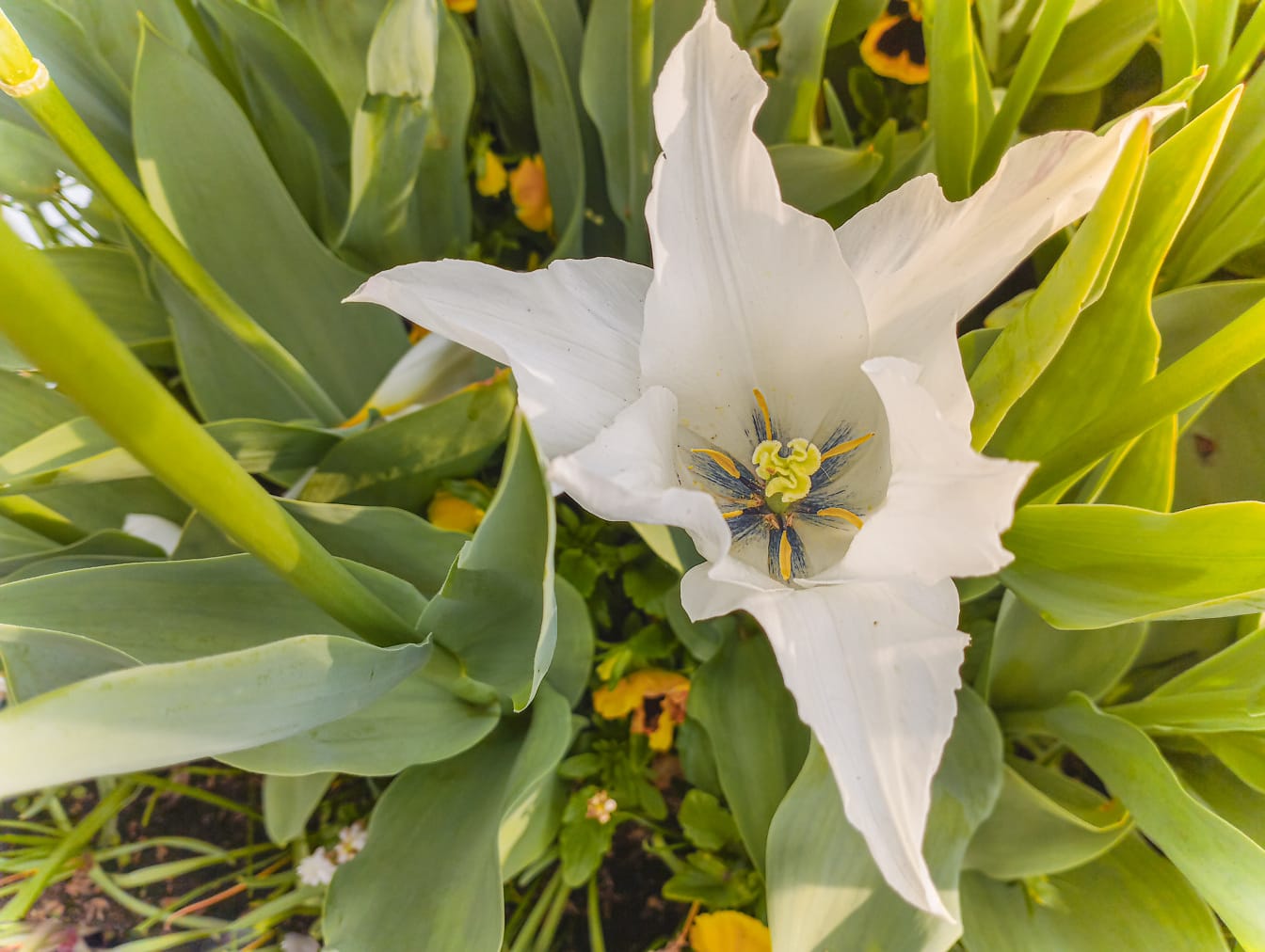 Biały kwiat ttulipa w zielonkawożółtych liściach