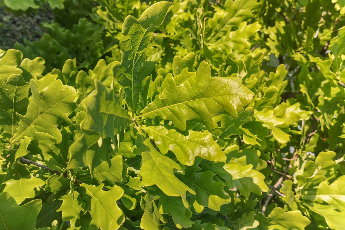 Zelené listy na větvích dubů (Quercus robur)