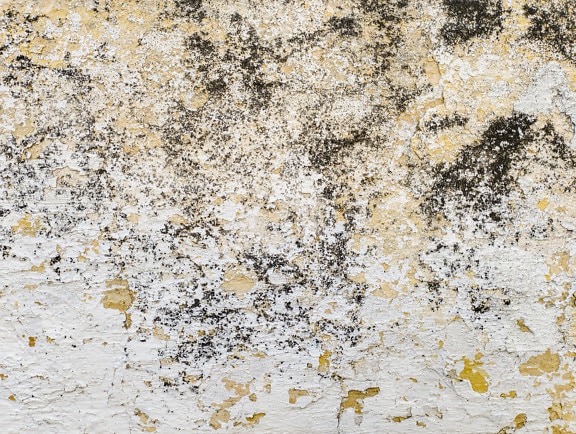 Čierna plesňová huba na starej špinavej textúre steny