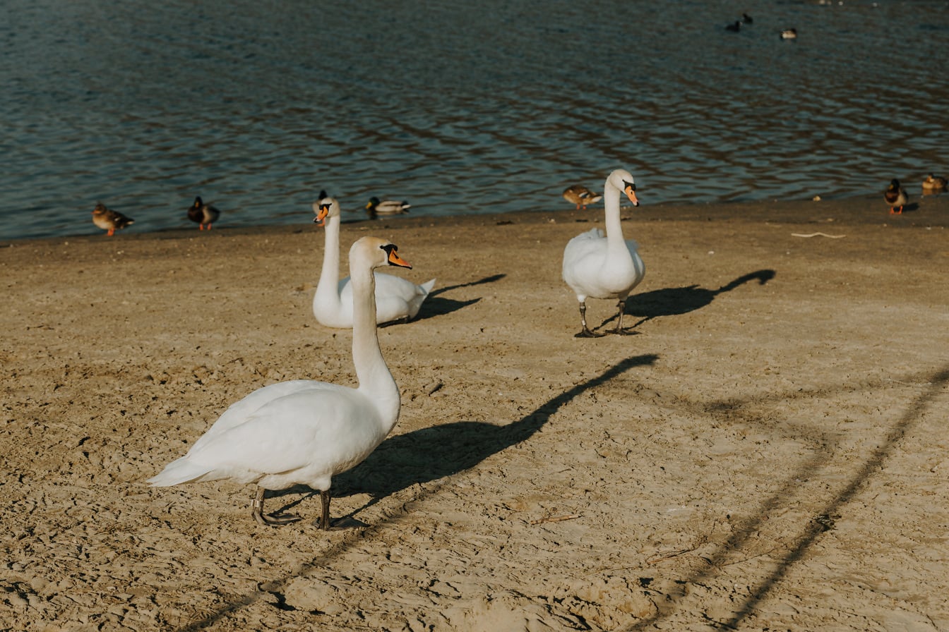 Three swan birds sunbathing on beach in summer season