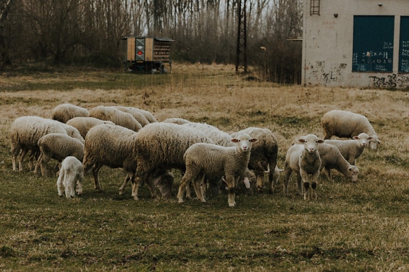 Cordero, oveja, animales, de pastoreo, cubierta de hierba, prado, césped, rural