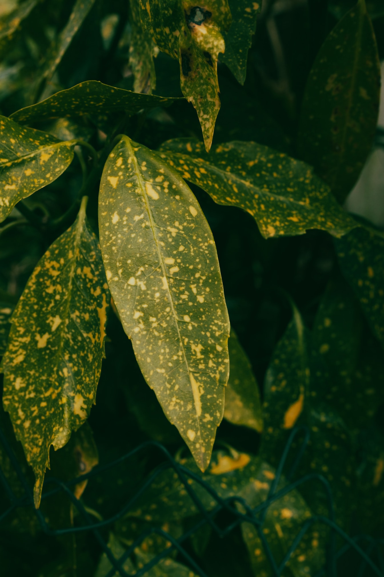 Tropska biljka sa zelenkasto žutim lišćem raste