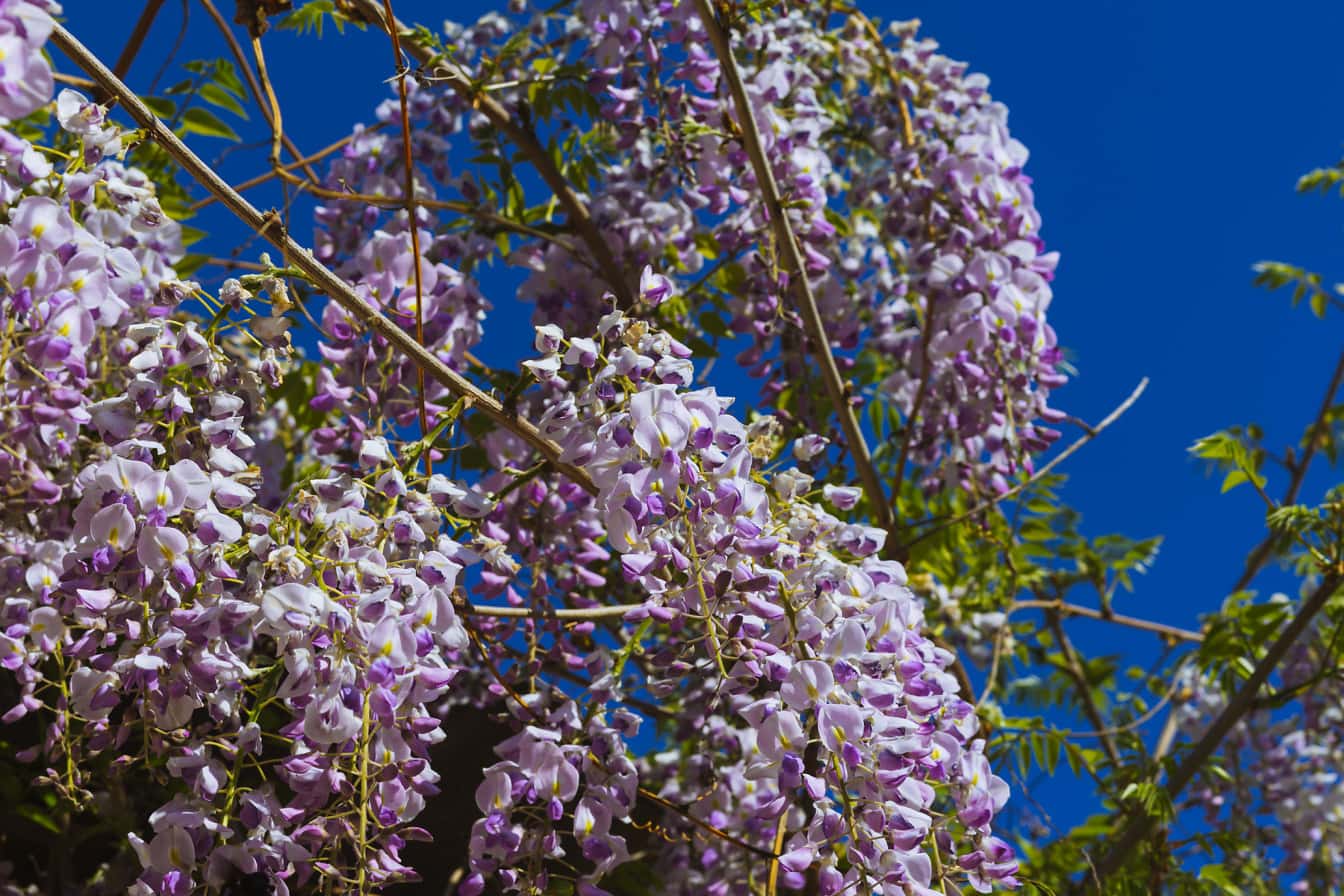 Violette weiße Blüten in Büschen Chinesischer Glyzinien (Wisteria sinensis)