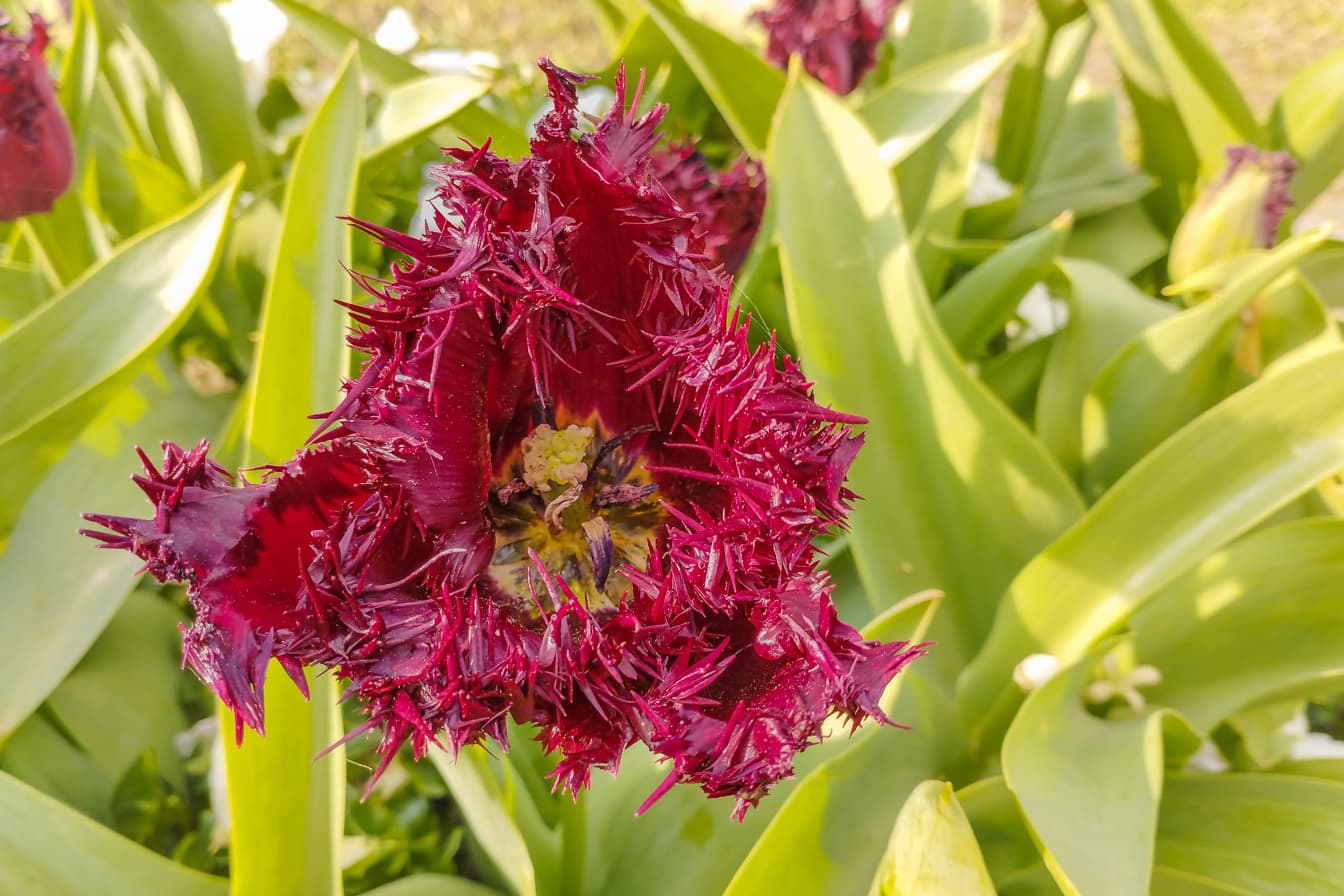 Tmavo červený ružovkastý tulipánový kvet s hrotmi na okvetných lístkoch