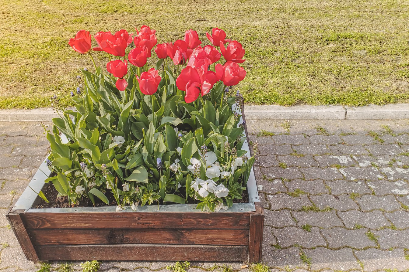 Knaldrøde tulipaner i stor urtepotte på sidevalk