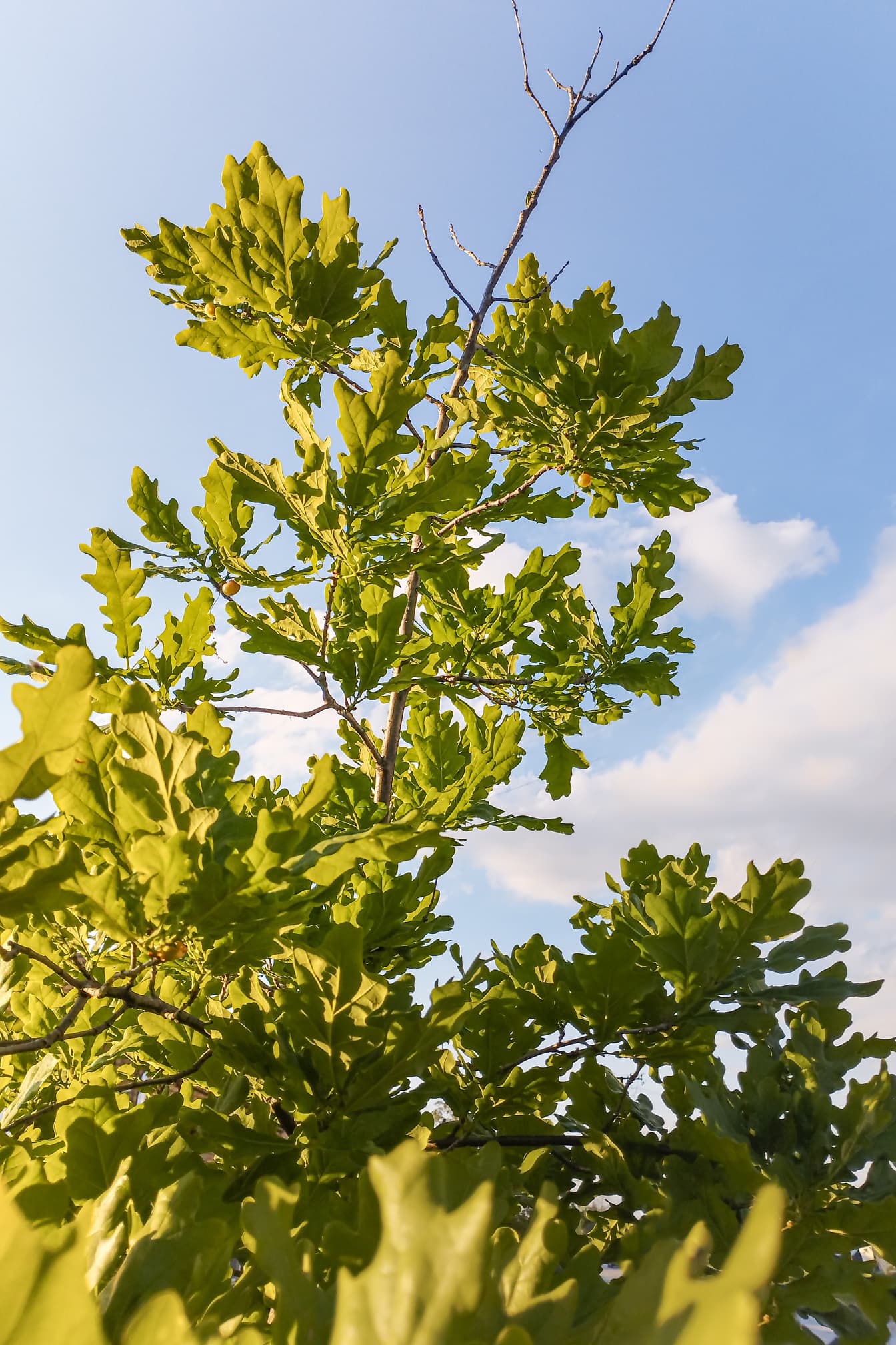 Молодой дуб с зелеными листьями на ветвях (English pedunculate Quercus robur)