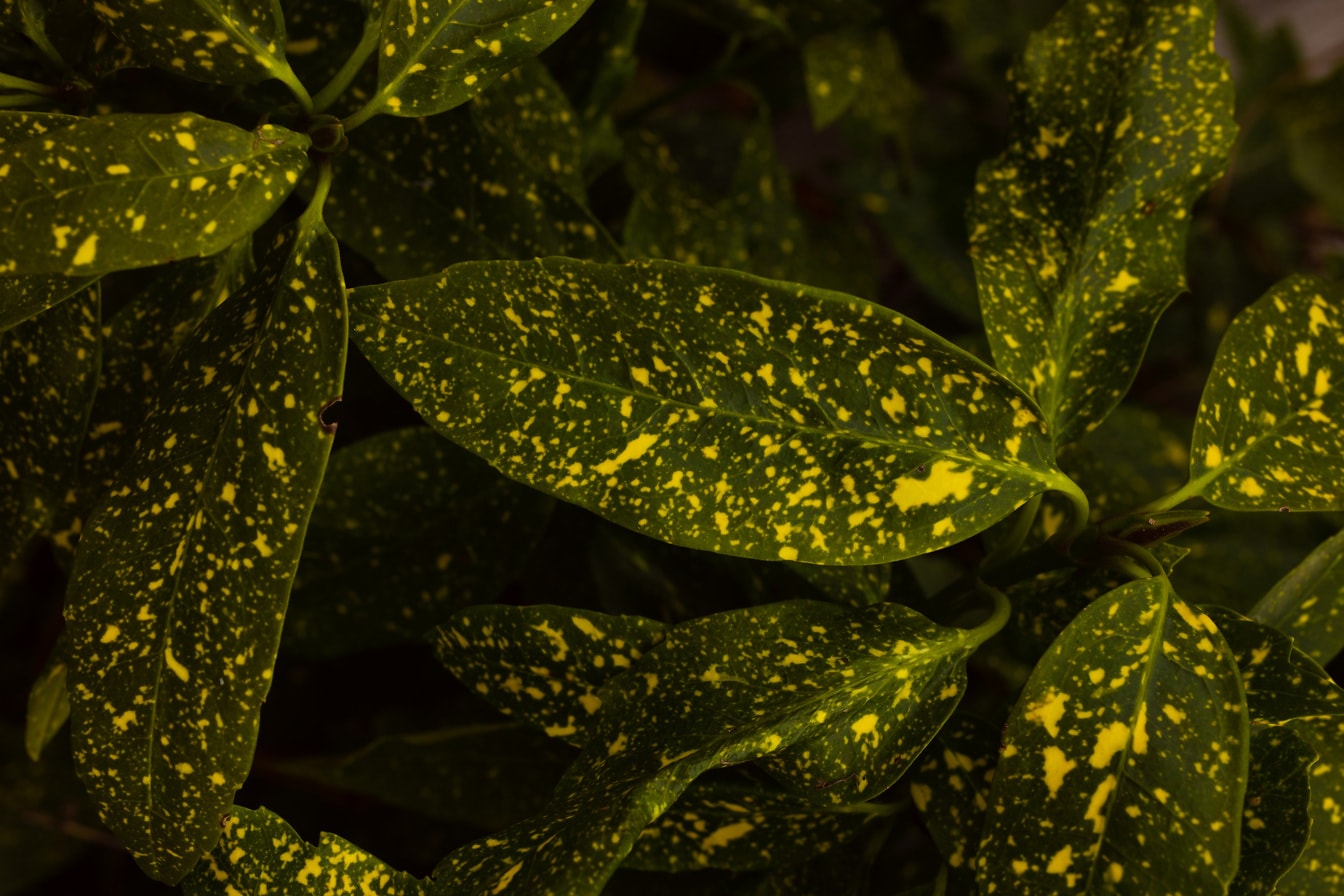 Hojas amarillentas de color verde oscuro de la hierba Aucuba japonica Crotonifolia en sombra