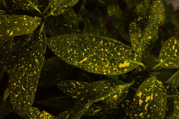 Dark green yellowish leaves of Aucuba japonica Crotonifolia herb in shadow
