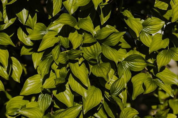 Greenish yellow leaves of hosta herb in shadow